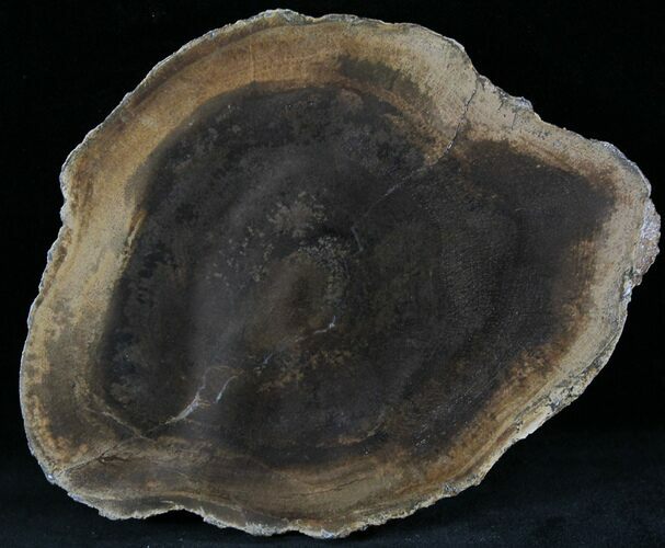 Petrified Wood Slab - Sweethome, Oregon #25883